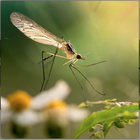 The Mosquito Menace: Unraveling the Secrets of Nature’s Tiny Terrors